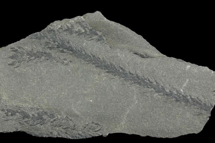Pennsylvanian Fossil Plant (Lycopodites) Plate - Kentucky #136774